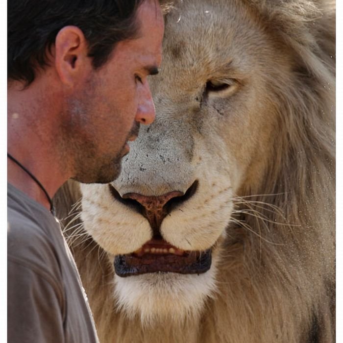 Дружба со львами (13 фото)