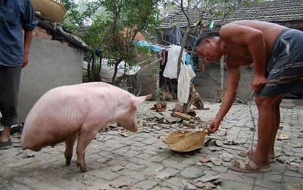 Двуногая свинья из Китая (4 фото)