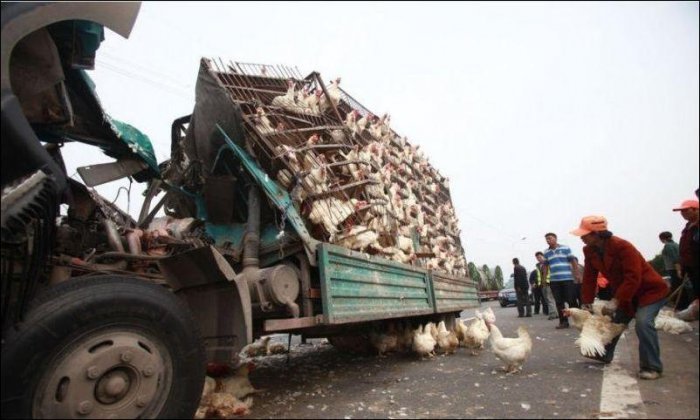Авария грузовика, перевозившего кур (4 фото)