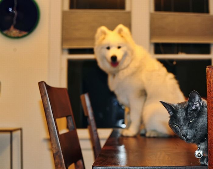 Фотобомбы с собаками и кошками (25 фото)