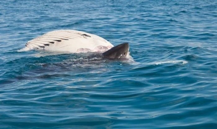 Акула пожирает мертвого кита (27 фото)