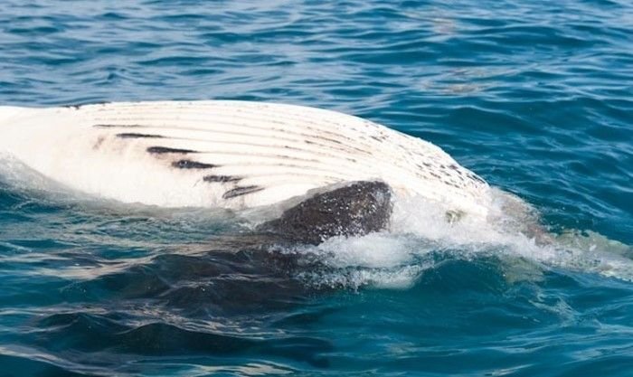 Акула пожирает мертвого кита (27 фото)