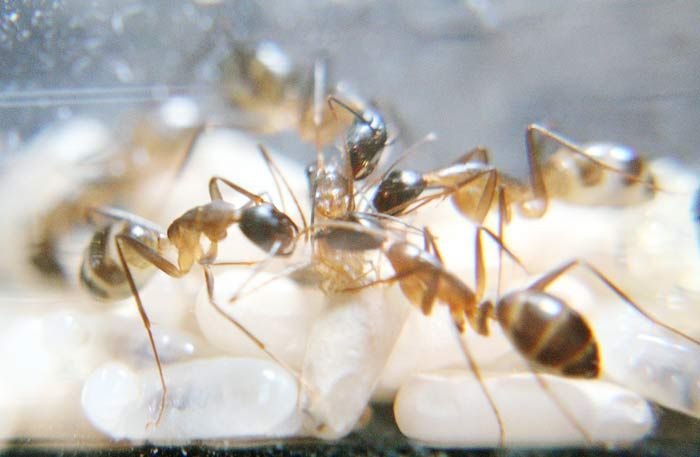 Как рождается муравей (10 фото)
