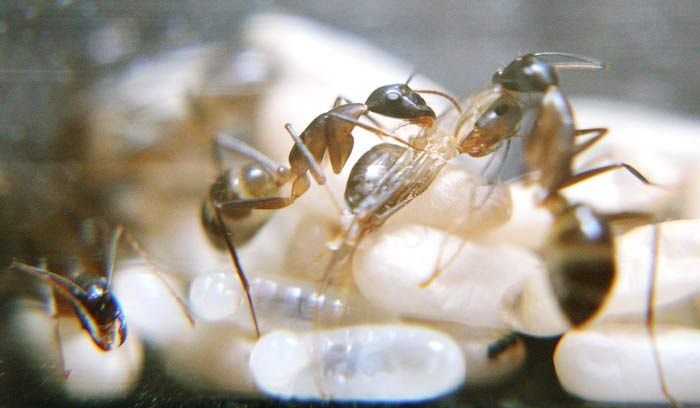 Как рождается муравей (10 фото)