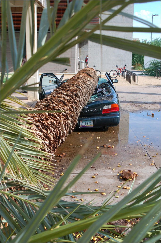 Пальма упала на машину (4 фото)
