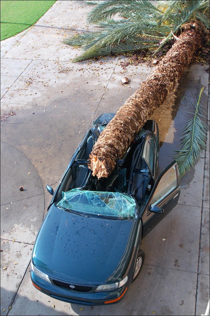 Пальма упала на машину (4 фото)
