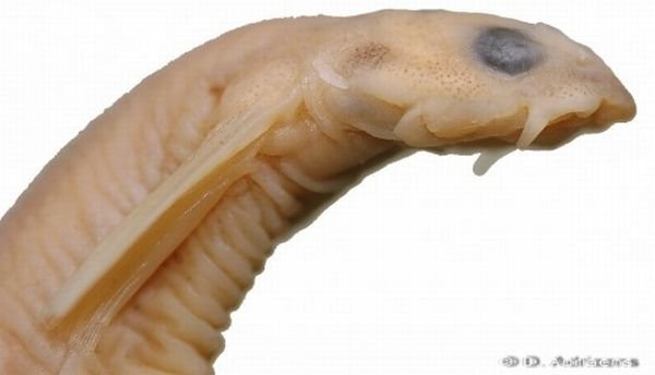 Рыба-паразит (9 фото + фото)