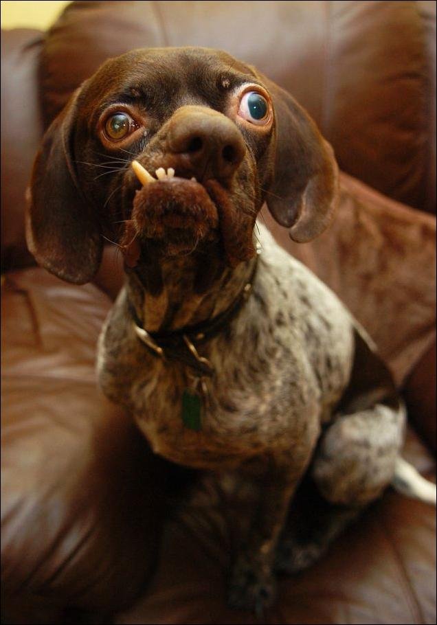 Самая уродливая собака Великобритании нашла хозяина (3 фото)