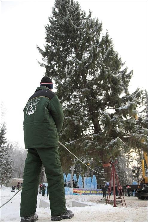 Как спилили кремлевскую елку (16 фото)