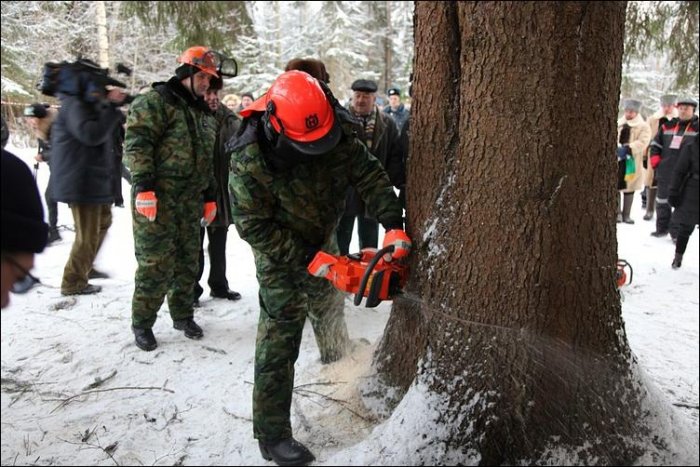 Как спилили кремлевскую елку (16 фото)