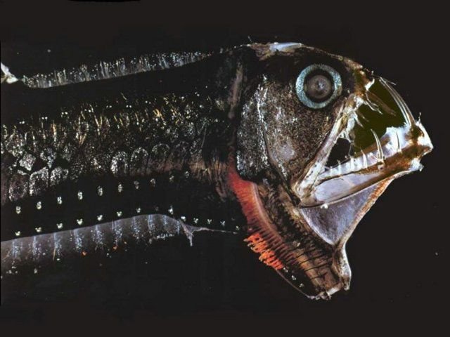 Глубоководные рыбы (21 фото)