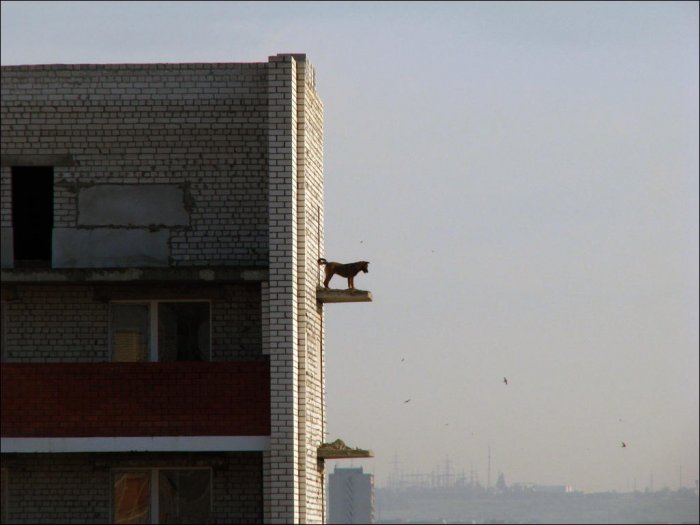 Собака на выступе здания (3 фото)