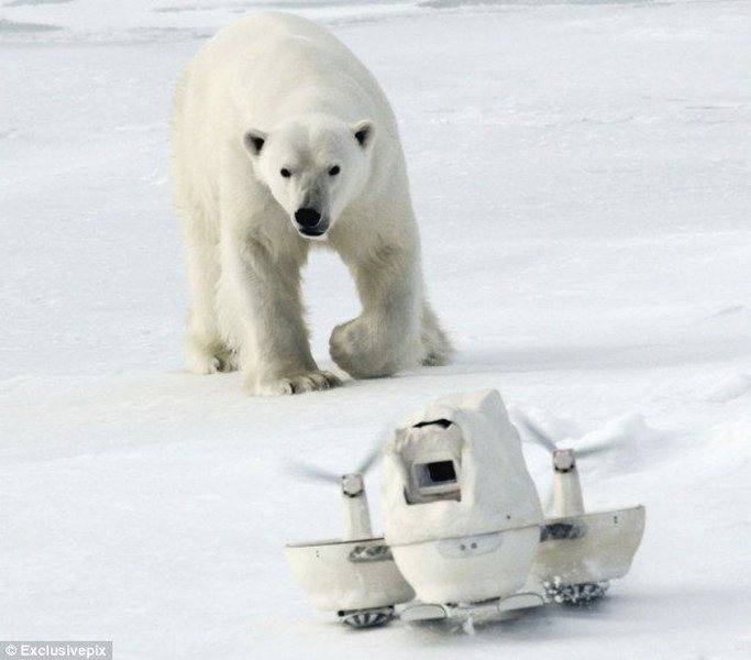 Белый медведь крушит скрытые камеры (7 фото)