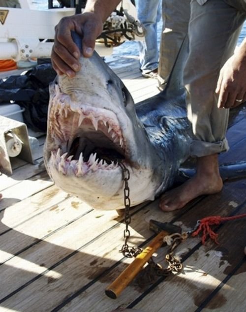 Акула-убийца в Египте (5 фото)
