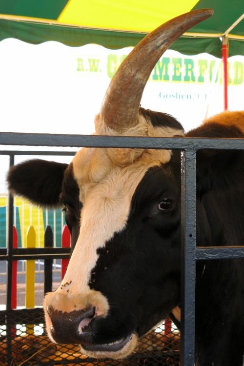 Корова с одним рогом (5 фото)