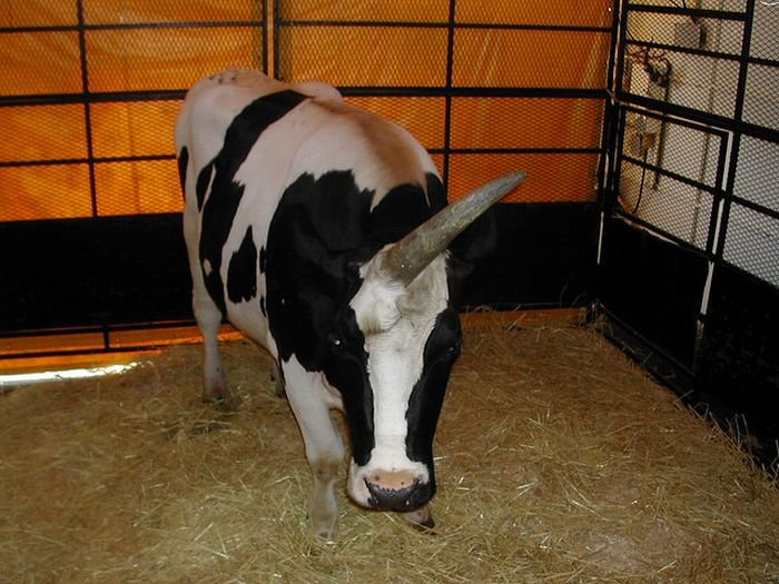 Корова с одним рогом (5 фото)
