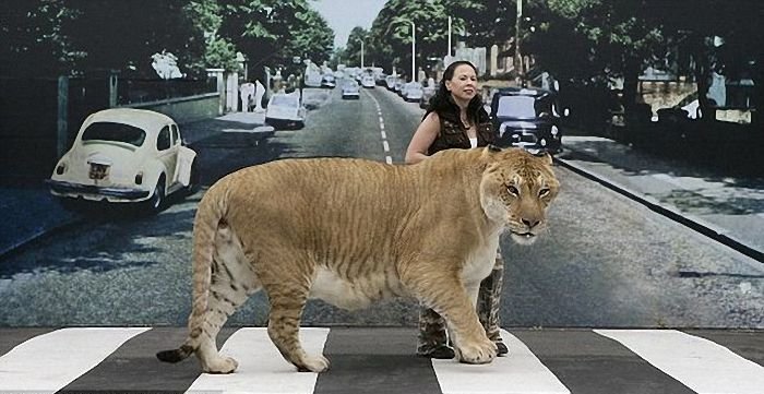 Самая большая кошка (7 фото + текст)