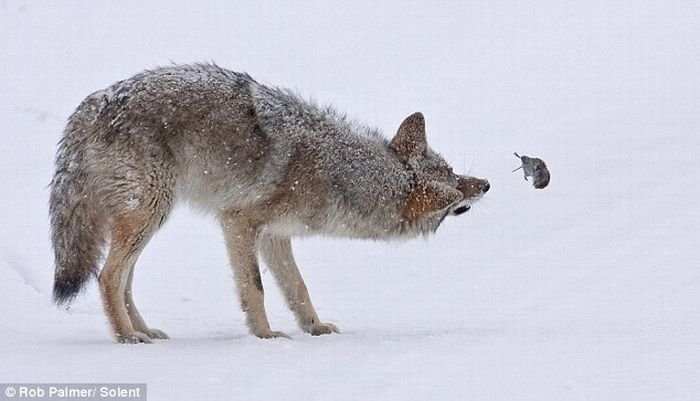 Мышь-полевка против койота (6 фото)