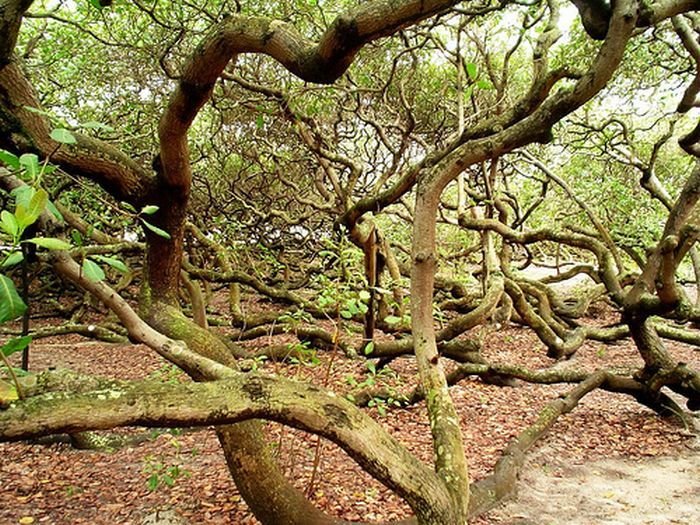 Странные деревья (17 фото)