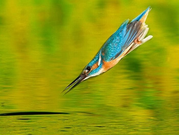 Зимородок ловит рыбу (15 фото)