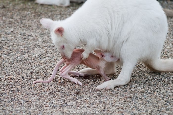 Кенгуру-альбинос с малышом (15 фото)