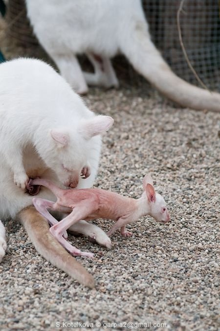 Кенгуру-альбинос с малышом (15 фото)