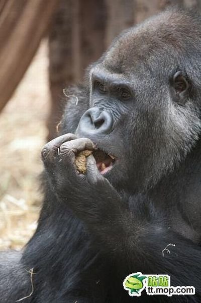 Обед обезьянки (11 фото)