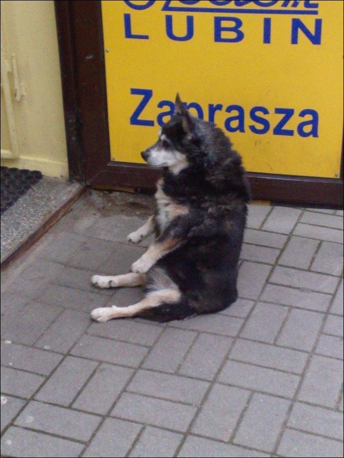 Сидящая собака (3 фото)