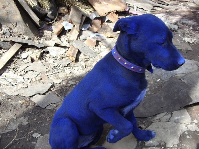 Голубой щенок (7 фото)