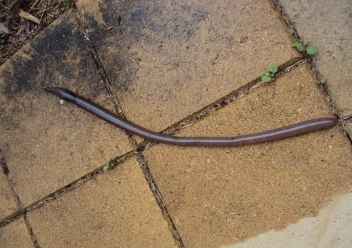 Гигантский червь (4 фото)