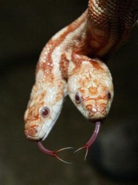 Змеи с двумя головами (28 фото)