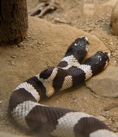 Змеи с двумя головами (28 фото)