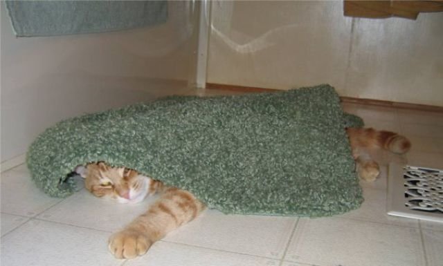 Кот, который спит везде (14 фото)