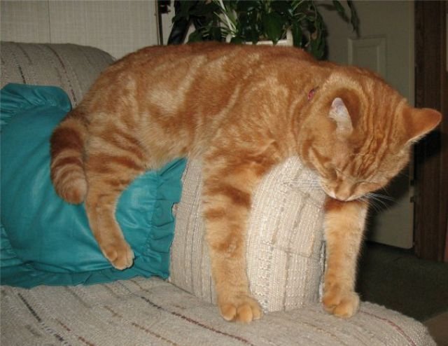Кот, который спит везде (14 фото)