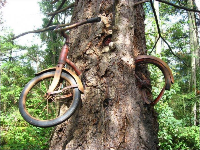 Велосипед в дереве (5 фото)