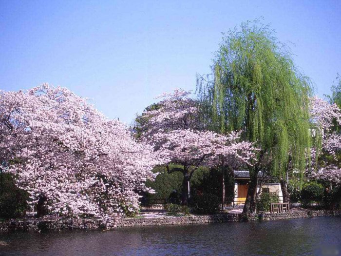 Цветение Сакуры в Японии (18 фото)