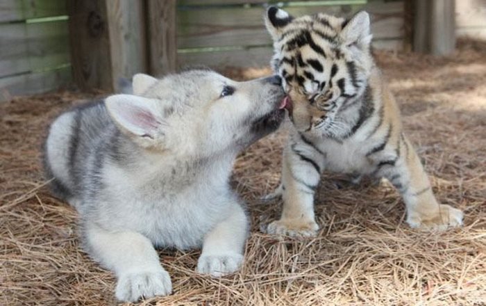 Дружба волчонка и тигрят (4 фото)