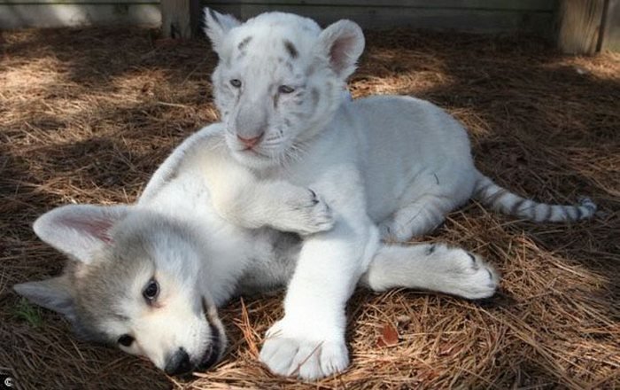 Дружба волчонка и тигрят (4 фото)