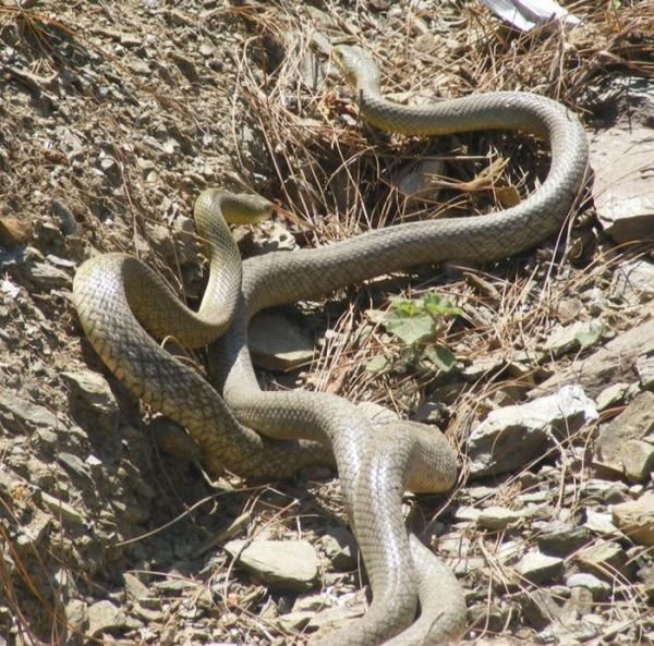 Секс у змей (26 фото)