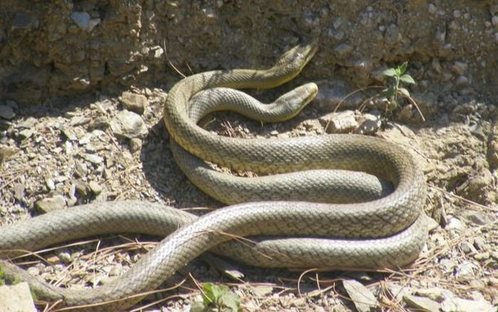 Секс у змей (26 фото)