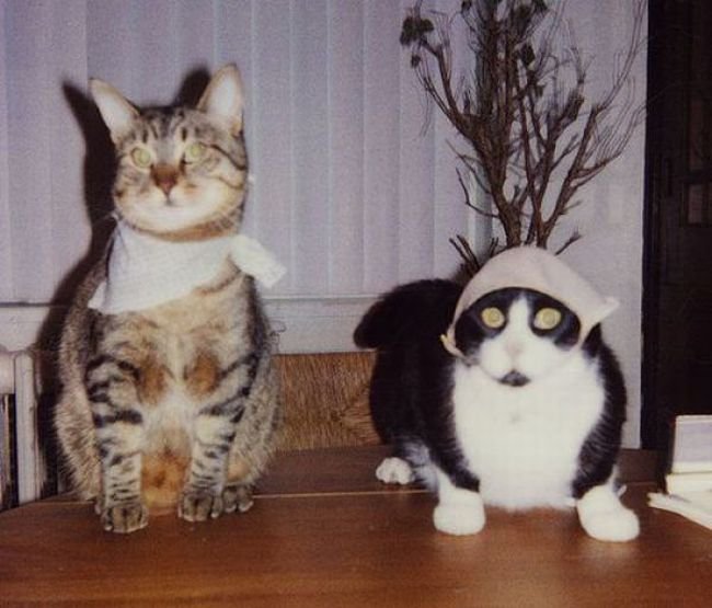 Коты с бюстгальтерами (37 фото)