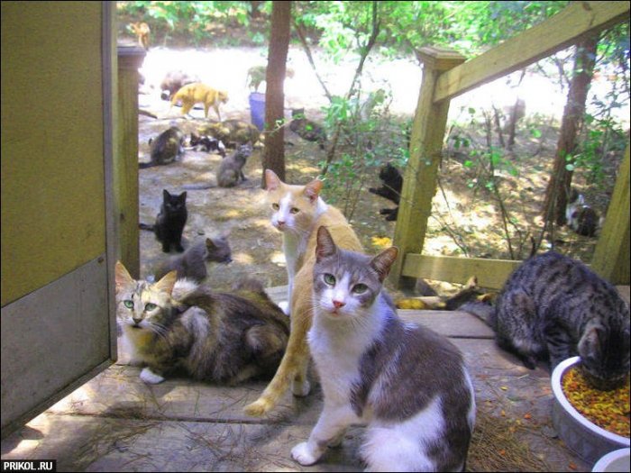 Приют для кошек (42 фото)