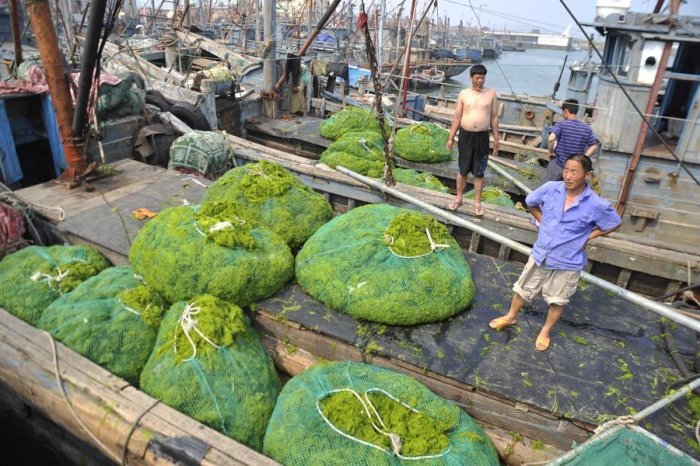 Китай атаковали водоросли (15 фото)