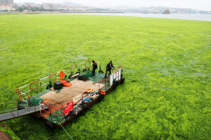 Китай атаковали водоросли (15 фото)