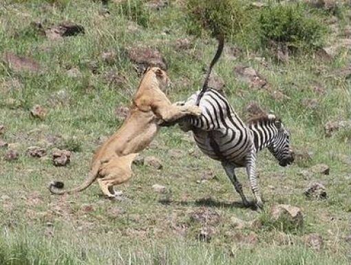 Львы охотятся на зебр (10 фото)