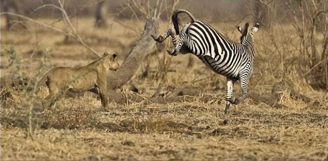 Львы охотятся на зебр (10 фото)