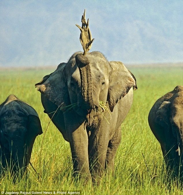 Игрушка слона (3 фото)
