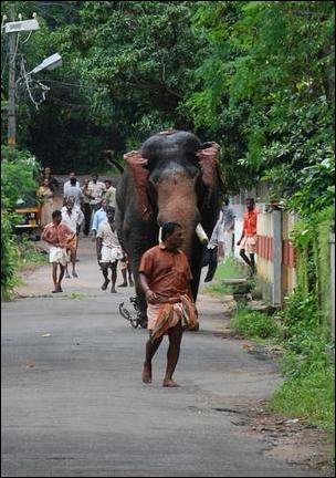 Бешеный слон (5 фото)