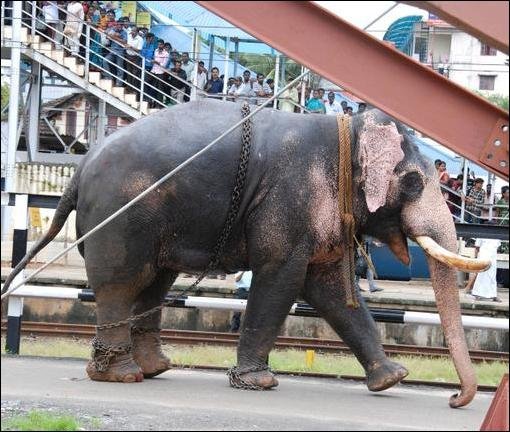 Бешеный слон (5 фото)