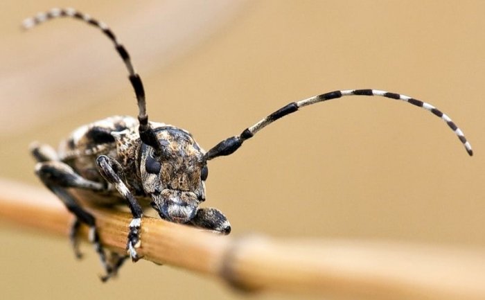 Макрофотографии насекомых (20 фото)